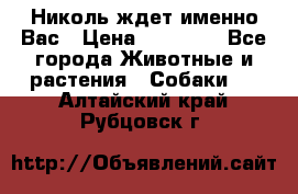 Николь ждет именно Вас › Цена ­ 25 000 - Все города Животные и растения » Собаки   . Алтайский край,Рубцовск г.